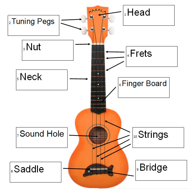 Parts of a Ukulele answers...