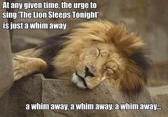 http://www.ukulelerocks.co.uk/ukeImages/funny-lion-sleeping-cute.jpg
