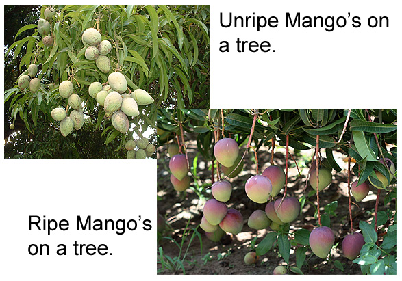 Ripe Mango...